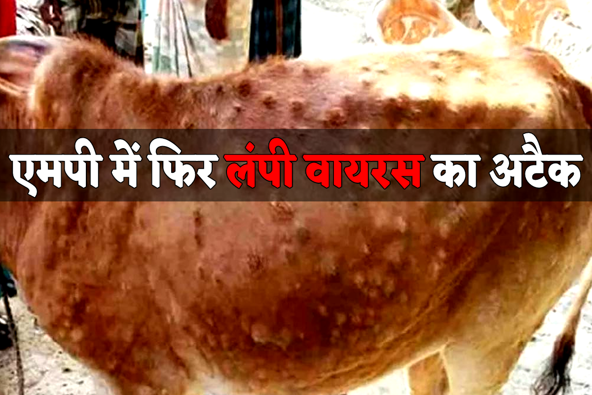 Lumpi Virus Looms in MP