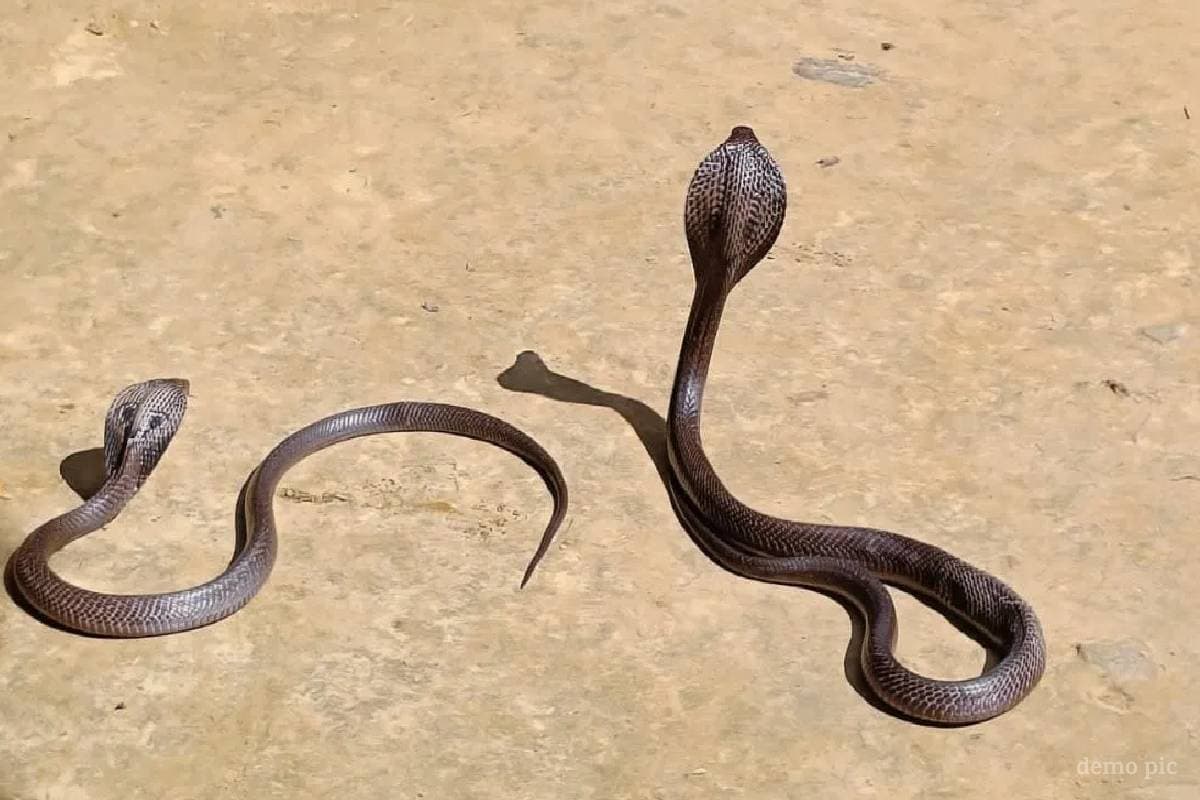 naag-nagin